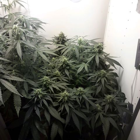 #3 Slutty mama  growlog timeline photo