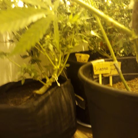 #2 Åse growlog timeline photo