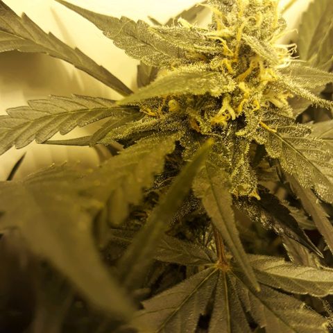 #2 Åse growlog timeline photo