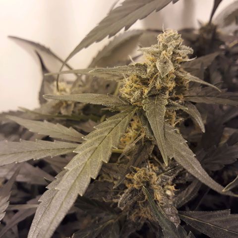 #2 Åse growlog timeline photo