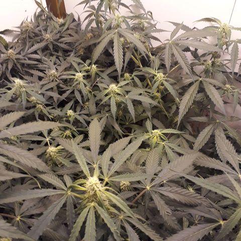 #2 Åse growlog timeline photo