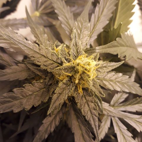 #1 Thoril growlog timeline photo