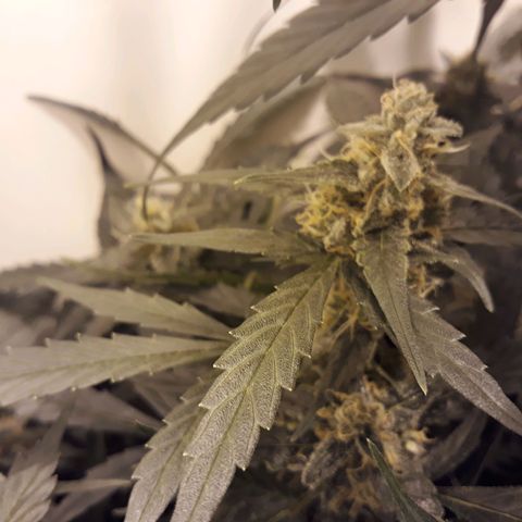 #1 Thoril growlog timeline photo