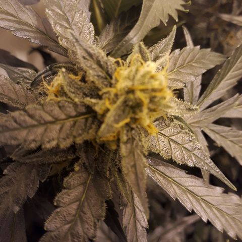 #1 Thoril growlog timeline photo