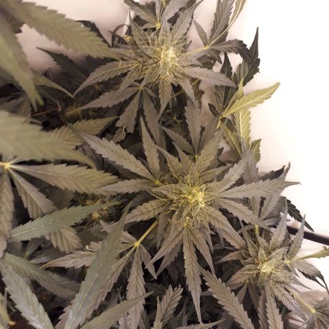 #1 Thoril growlog timeline photo