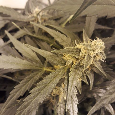 #1 Thoril growlog timeline photo