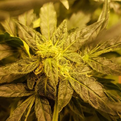 #1 Thoril growlog timeline photo