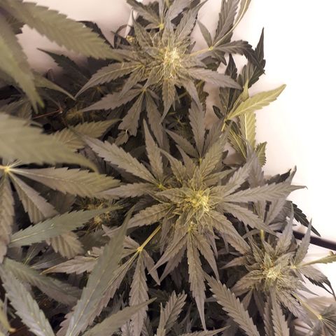 #1 Thoril growlog timeline photo