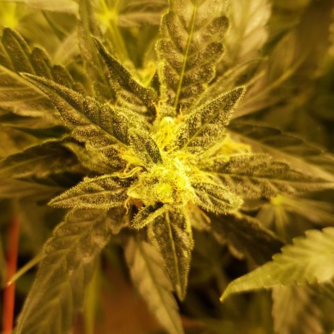 #1 Thoril growlog timeline photo