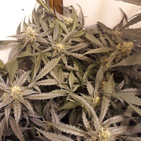 #2 Åse growlog timeline photo