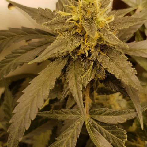 #2 Åse growlog timeline photo