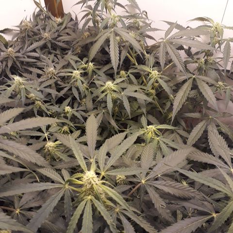 #2 Åse growlog timeline photo