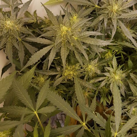 #1 Thoril growlog timeline photo