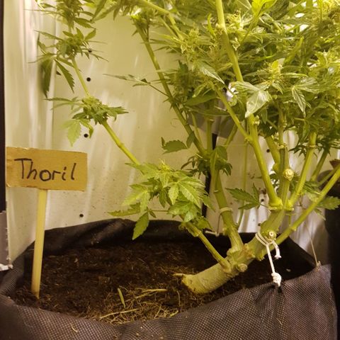 #1 Thoril growlog timeline photo