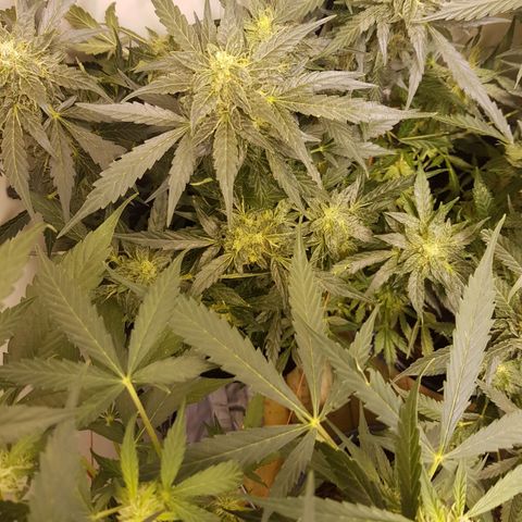 #1 Thoril growlog timeline photo