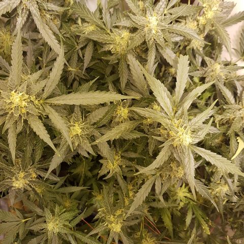 #2 Åse growlog timeline photo