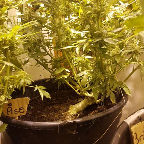 #2 Åse growlog timeline photo