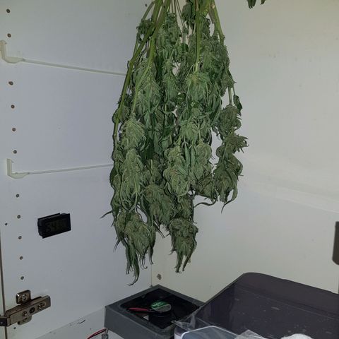 #1 Thoril growlog timeline photo