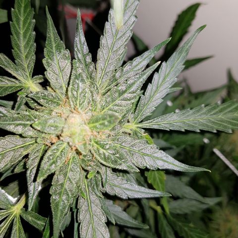 #1 Thoril growlog timeline photo