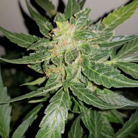 #1 Thoril growlog timeline photo