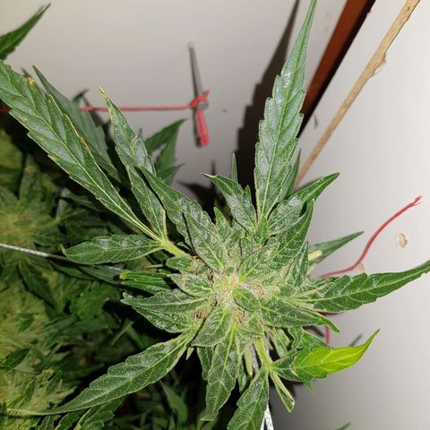#1 Thoril growlog timeline photo