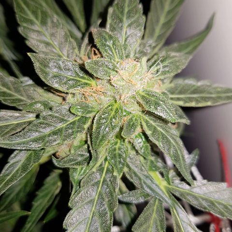 #1 Thoril growlog timeline photo