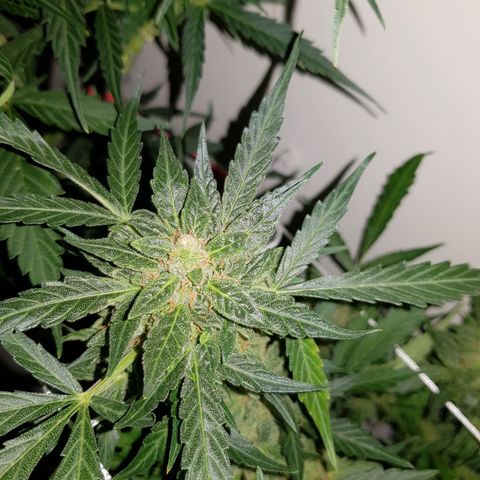 #1 Thoril growlog timeline photo