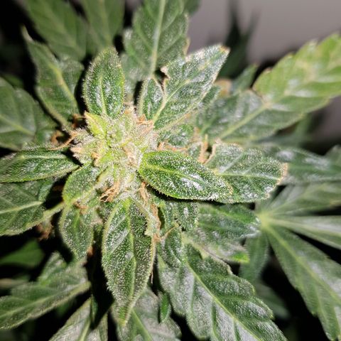 #1 Thoril growlog timeline photo