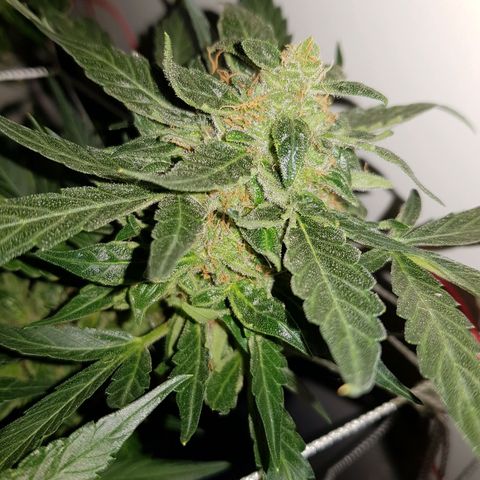 #1 Thoril growlog timeline photo