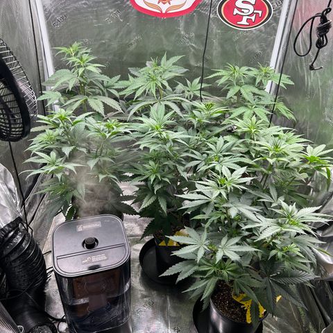 Bananacane growlog timeline photo