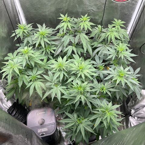 Bananacane growlog timeline photo