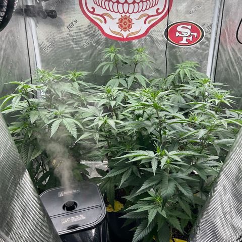 Bananacane growlog timeline photo