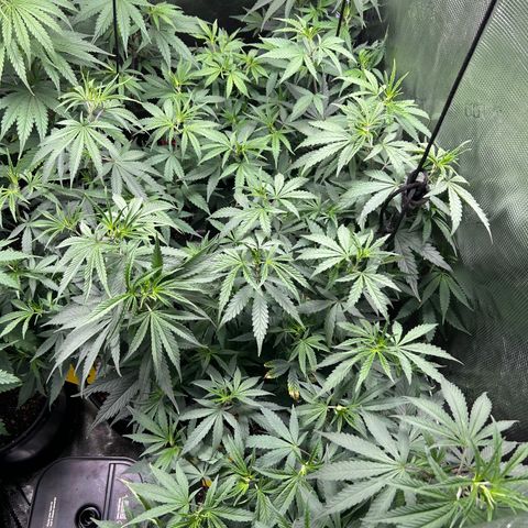 Bananacane growlog photo: A lil nute burn from repotting, soil might have been too hot