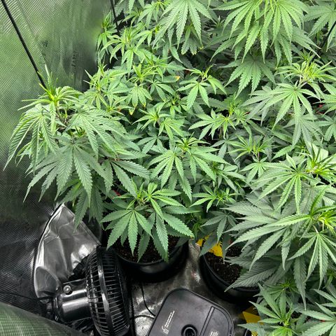 Bananacane growlog photo: A lil nute burn from repotting, soil might have been too hot