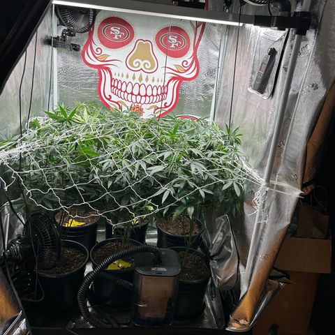 Bananacane growlog timeline photo