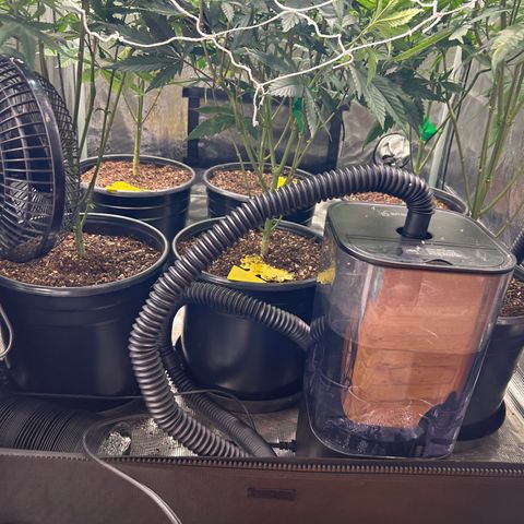 Bananacane growlog timeline photo