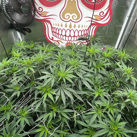 Bananacane growlog timeline photo