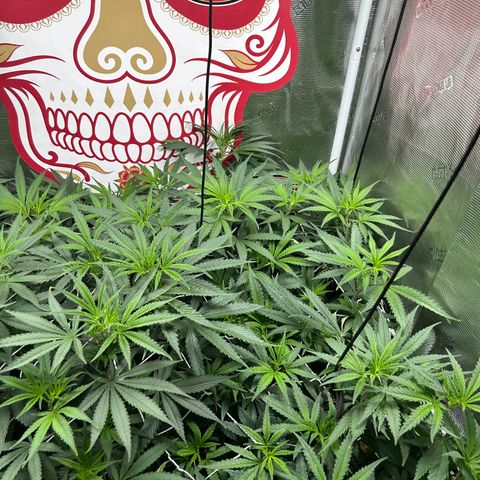 Bananacane growlog timeline photo