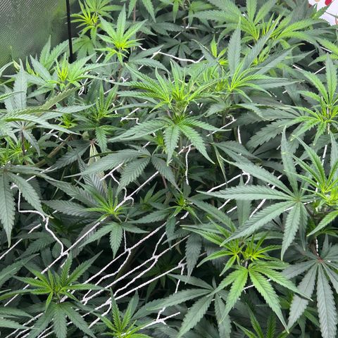 Bananacane growlog timeline photo