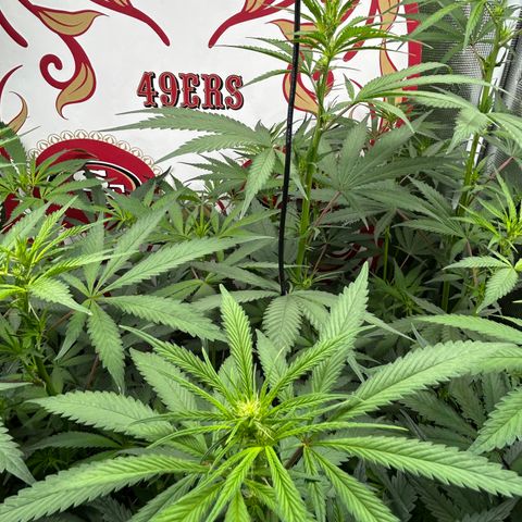 Bananacane growlog timeline photo