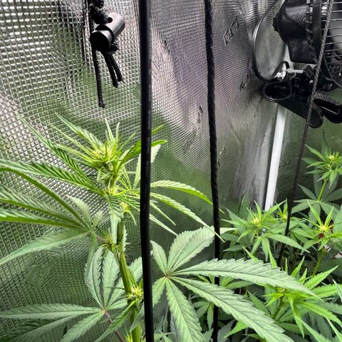 Bananacane growlog timeline photo