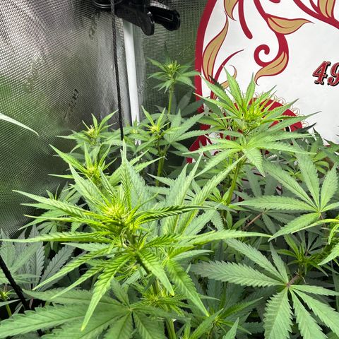 Bananacane growlog timeline photo