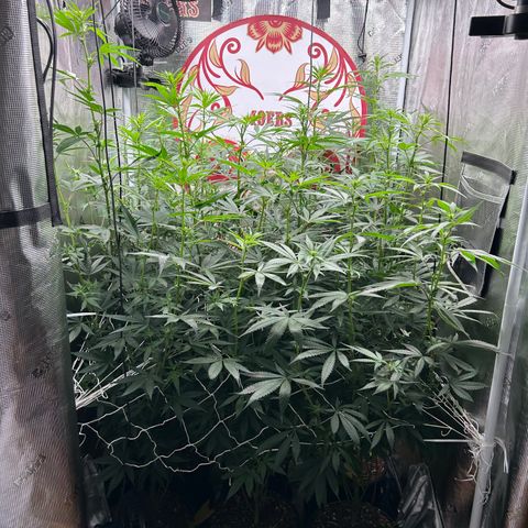 Bananacane growlog timeline photo