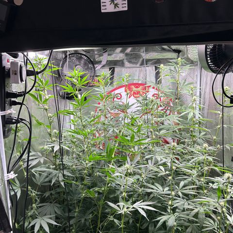 Bananacane growlog timeline photo