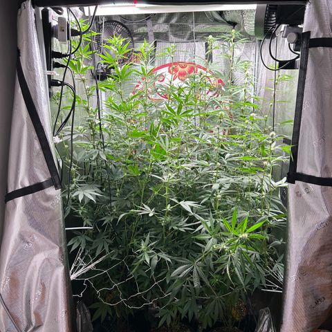 Bananacane growlog timeline photo