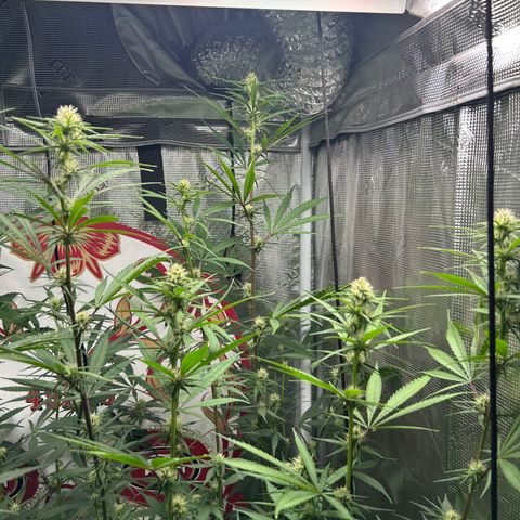 Bananacane growlog timeline photo