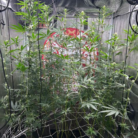 Bananacane growlog timeline photo