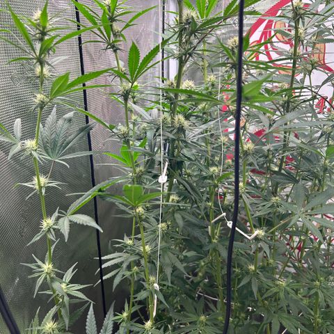 Bananacane growlog timeline photo