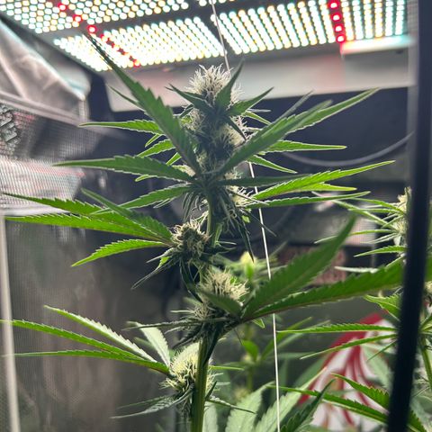 Bananacane growlog timeline photo