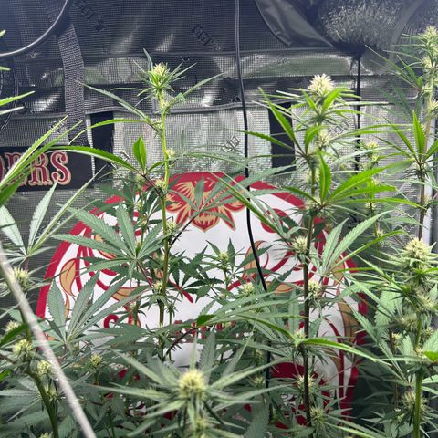Bananacane growlog timeline photo